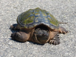 Snapping Turtle